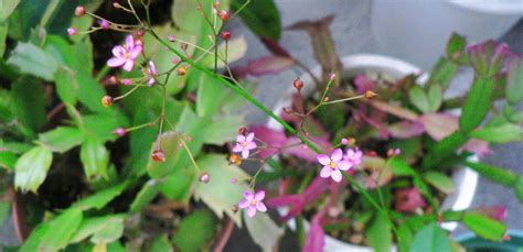 三時花|律儀に毎日決まって3時に、ピンクの小さな花が開く。